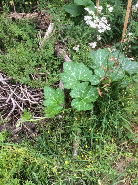 Butternut going exploring on the biomass heap