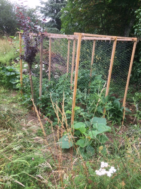 Tomatoes, comfrey, squash and courgette