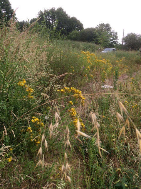St. John's Wort in abundance