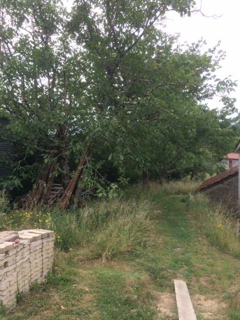 Mature fruit and nut trees in the Lower Garden - Walnut, Cherry, Greengage, Mirabelle, Persimmon and Damson