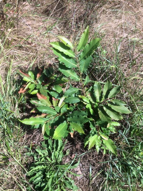 ... as is this Chestnut (but notice the burning from the heat peaks)
