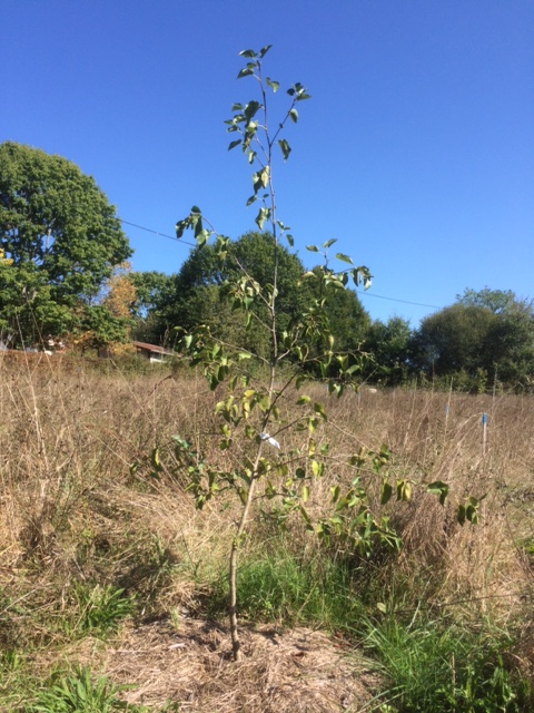 Italian Alder (Alnus cordata)