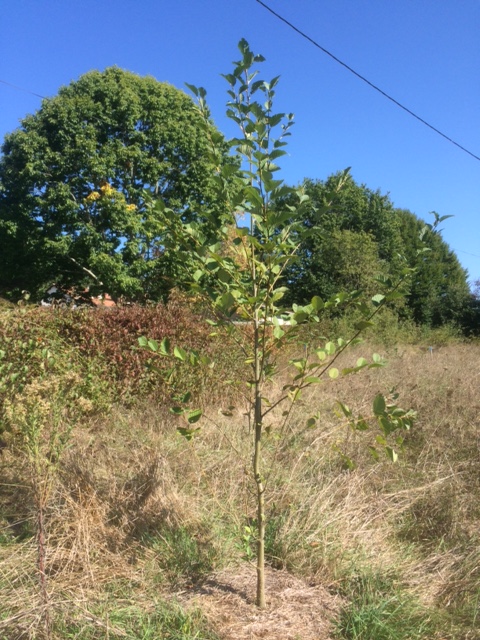 Red Alder (Alnus rubra)